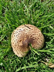 Agaricales