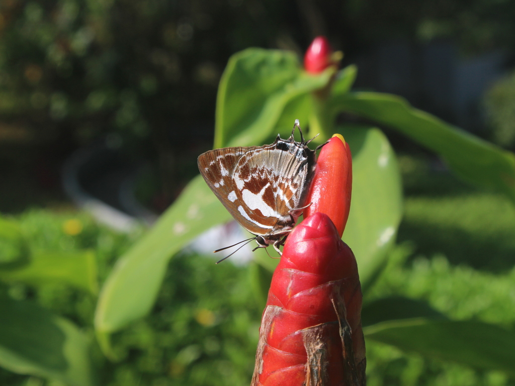 Scarce Silverstreak Blue
