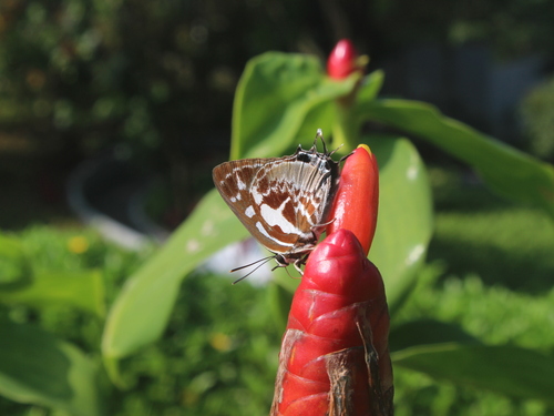 Scarce Silverstreak Blue