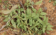 Monarda punctata