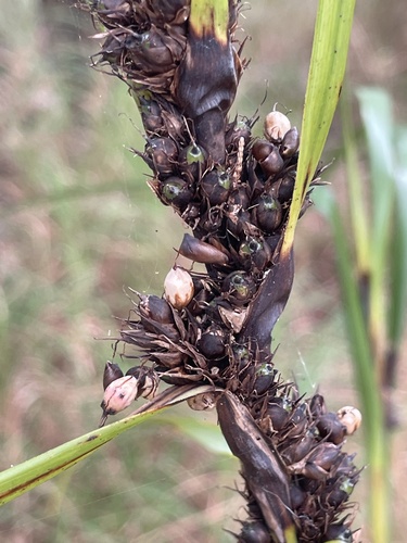Gahnia aspera observed 2025-08-30