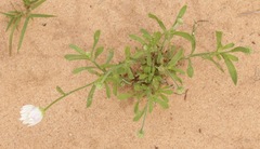 Aphanostephus skirrhobasis