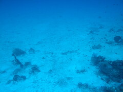 Whitetip Reef Shark