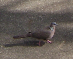 Streptopelia chinensis