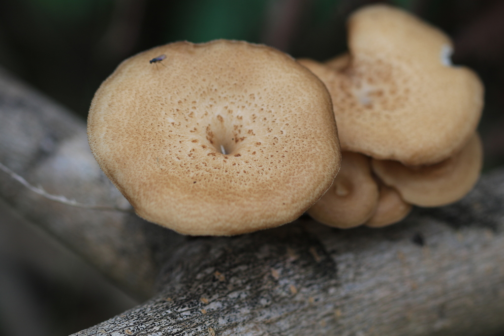 Lentinus arcularius · August 2025 · photo: © sofiazed1 (iNaturalist, cc-by)