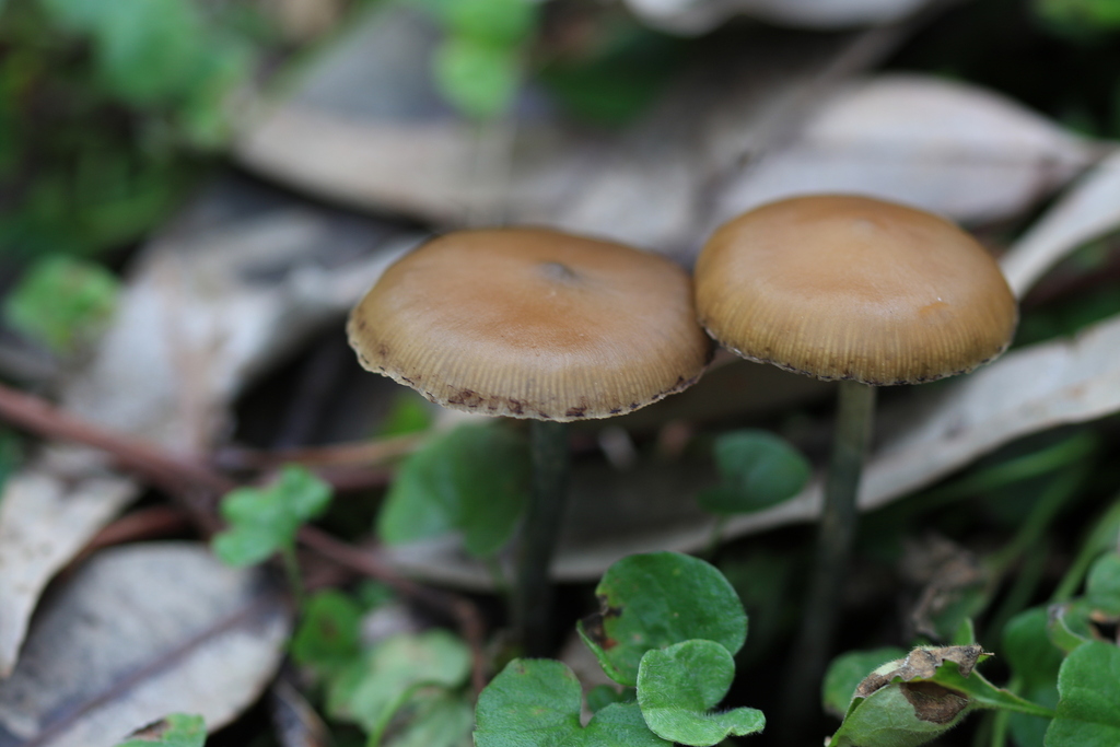 Psilocybe subaeruginosa · August 2025 · photo: © sofiazed1 (iNaturalist, cc-by)