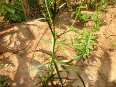 Kohautia grandiflora image