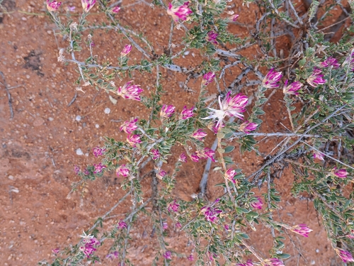 Ptilotus polakii polakii