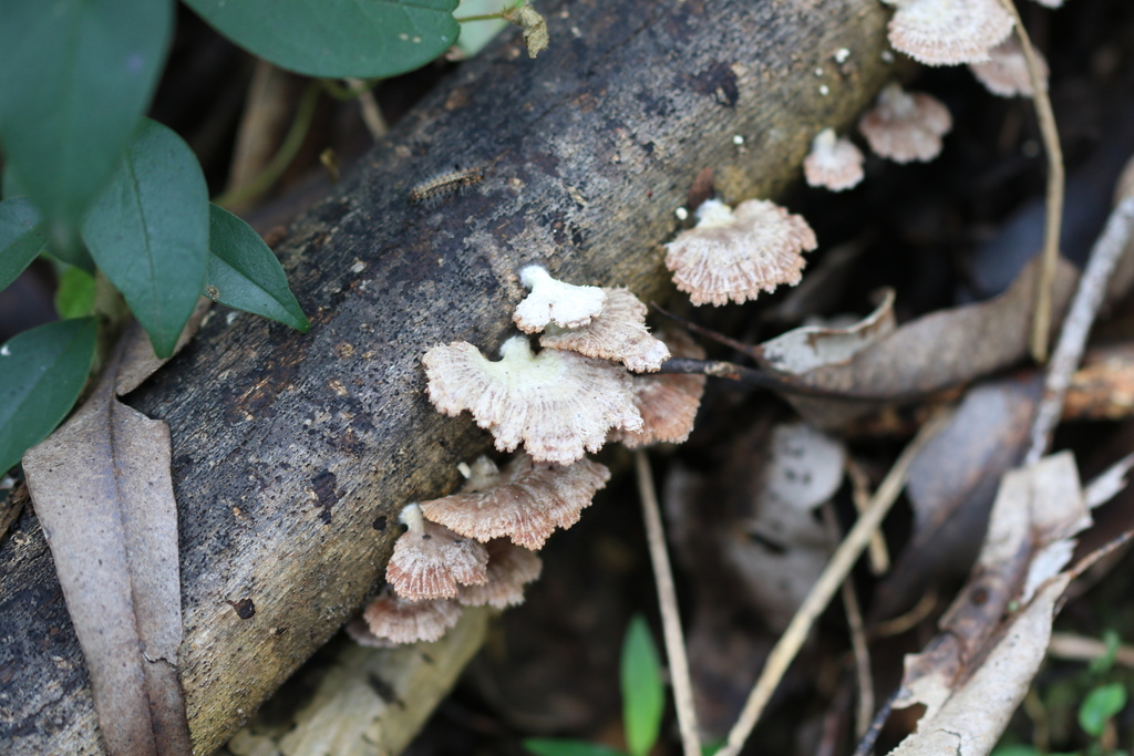 Schizophyllum commune · August 2025 · photo: © sofiazed1 (iNaturalist, cc-by)