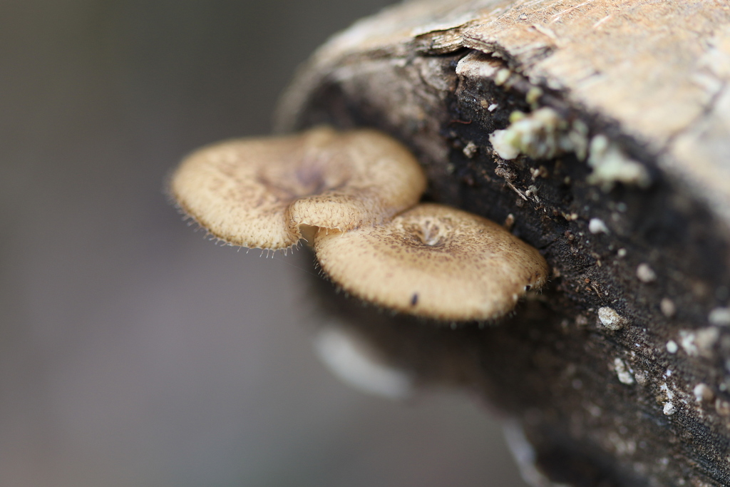 Lentinus arcularius · August 2025 · photo: © sofiazed1 (iNaturalist, cc-by)