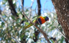 Trichoglossus moluccanus