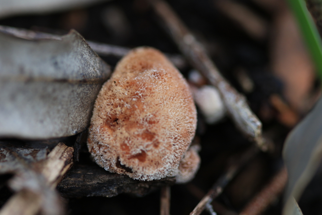Abortiporus biennis · August 2025 · photo: © sofiazed1 (iNaturalist, cc-by)