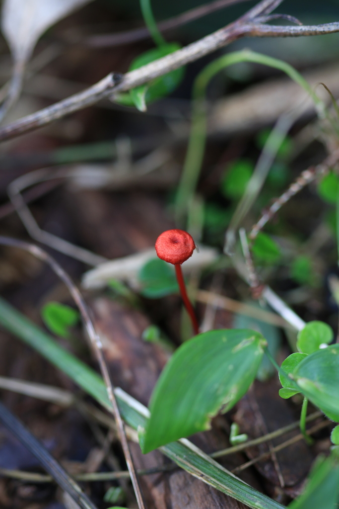 Cruentomycena viscidocruenta · August 2025 · photo: © sofiazed1 (iNaturalist, cc-by)