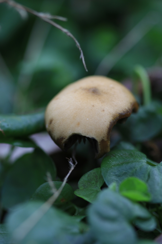 Psilocybe subaeruginosa · August 2025 · photo: © sofiazed1 (iNaturalist, cc-by)