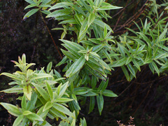Veronica stricta lata