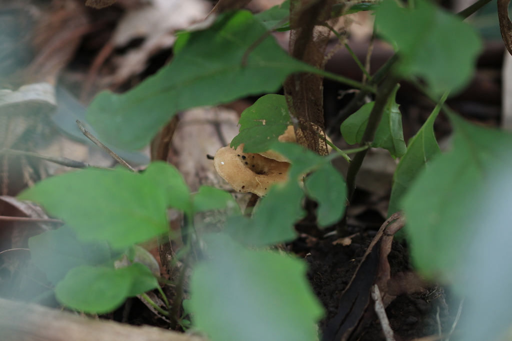 Lentinus arcularius · August 2025 · photo: © sofiazed1 (iNaturalist, cc-by)