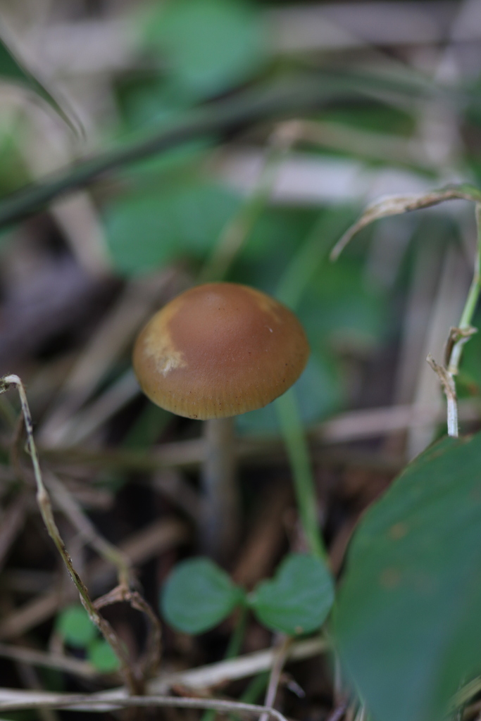 Psilocybe subaeruginosa · August 2025 · photo: © sofiazed1 (iNaturalist, cc-by)