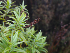 Veronica stricta lata