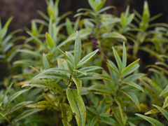 Veronica stricta lata