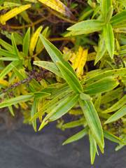 Veronica stricta lata