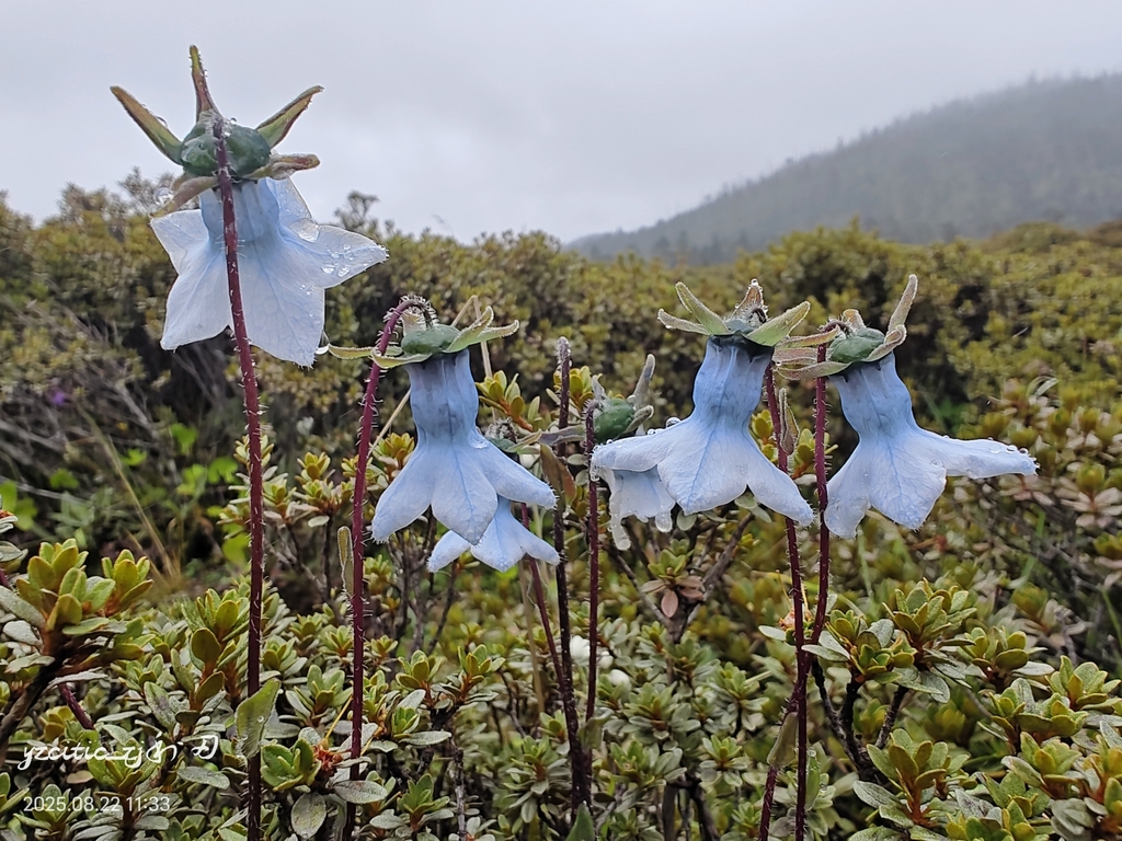 Codonopsis bulleyana