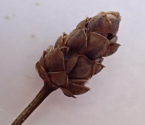 Xyris complanata