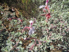 Pelargonium exstipulatum, photograph (c) douglaseustonbrown, some rights reserved (CC BY-SA)