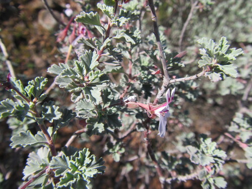 Greyleaf Storksbill (Pelargonium exstipulatum)