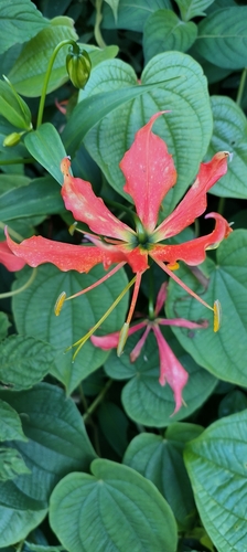 flame lily