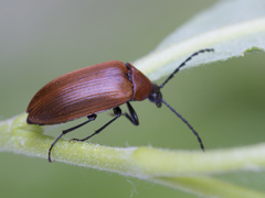 Pseudocistela ceramboides