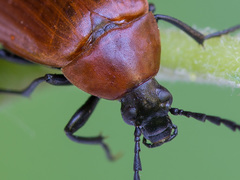 Pseudocistela ceramboides