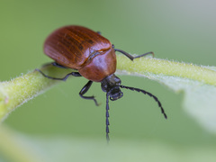 Pseudocistela ceramboides