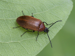 Pseudocistela ceramboides