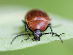 Pseudocistela ceramboides