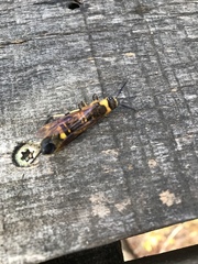 Eriotremex formosanus