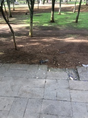 Otospermophilus variegatus