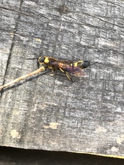 Eriotremex formosanus