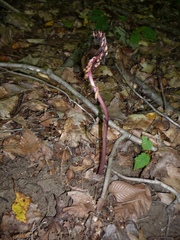 Corallorhiza maculata