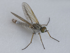 Cliorismia