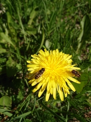 Syrphus octomaculatus