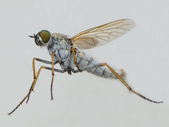 Cliorismia