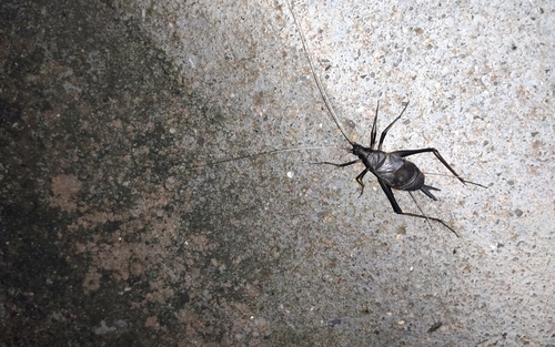 Asian Bell Cricket