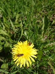 Syrphus octomaculatus