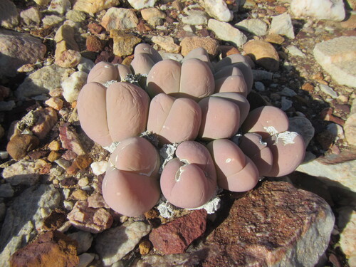 Baby Bums (Gibbaeum heathii)