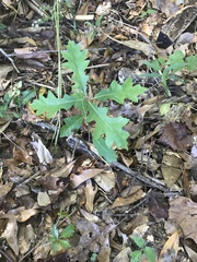 Quercus texana