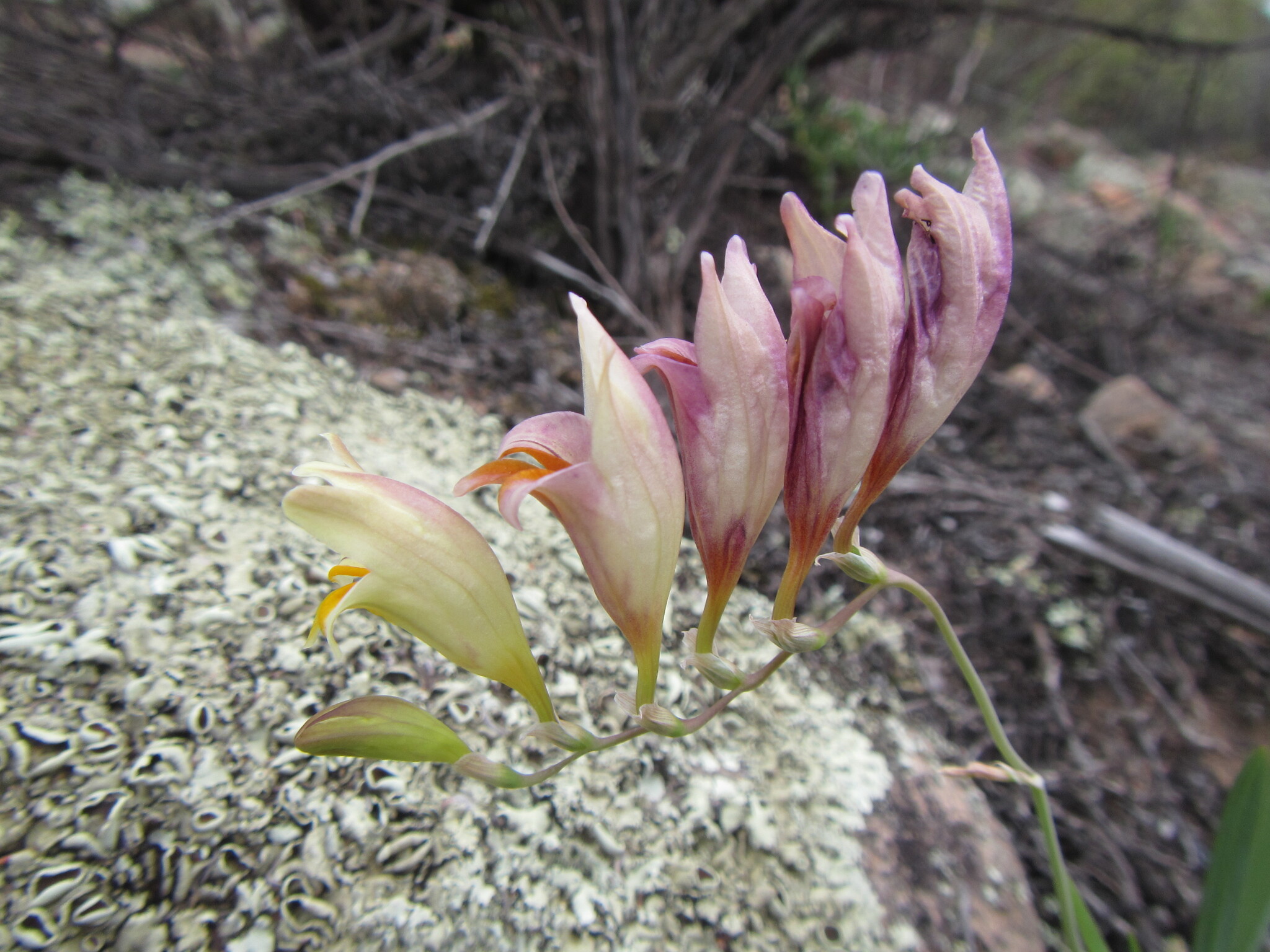 Freesia Refracta (Freesia refracta)