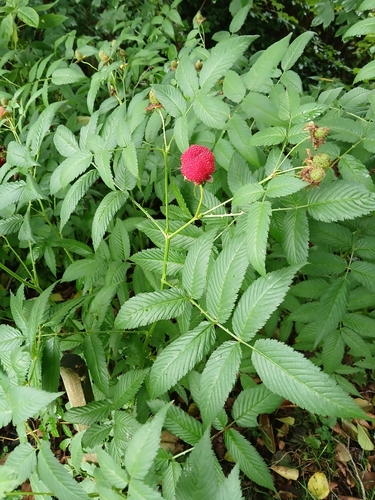 Rubus illecebrosus iNat (2)