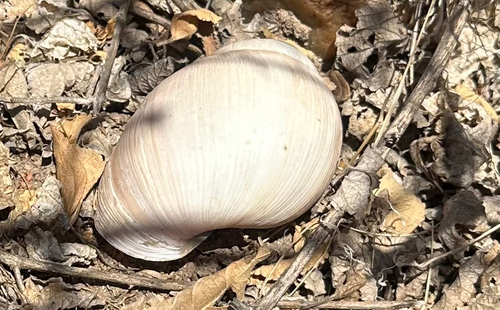 Burtoa nilotica