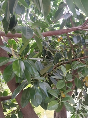 Ficus elastica