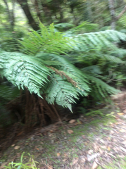 Dicksonia squarrosa